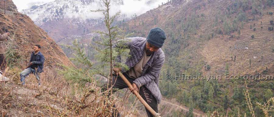 Himalayan Ecotourism team planting saplings on Reforestation program in the Tirthan Valley