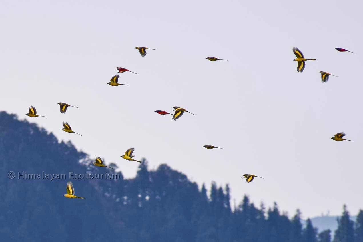 Bird watching on Jalori Pass