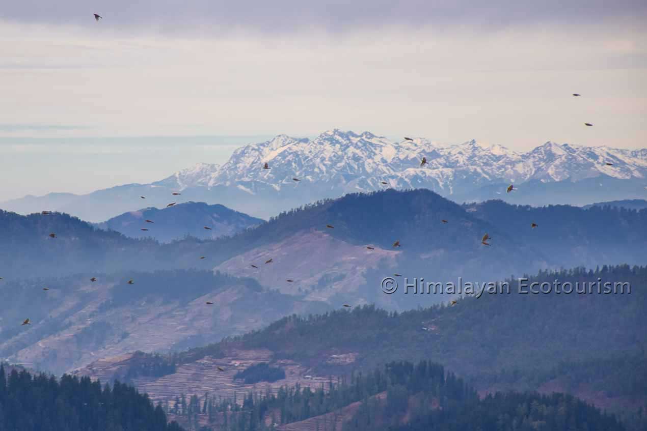 Birdwatching in Tirthan Valley