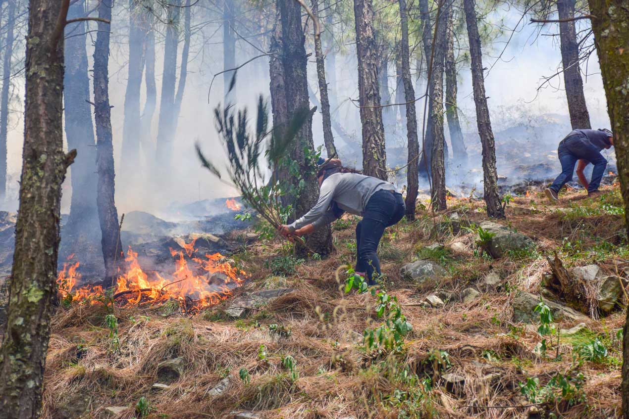 Forest fires in the Tirthan Valley