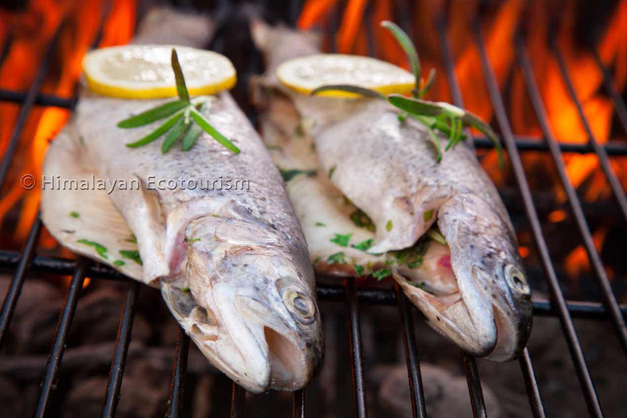 Himalayan Trout Fish in the Tirthan Valley