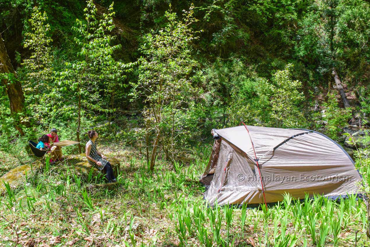 Forest bathing in the Tirthan valley