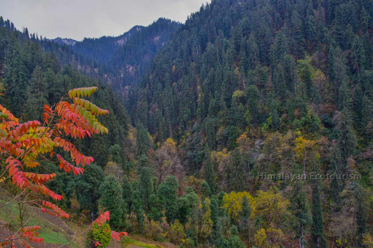 Tirthan valley during Autumn