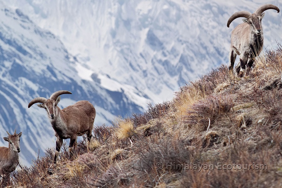 Himalayan Tahr in Great Himalayan National Park