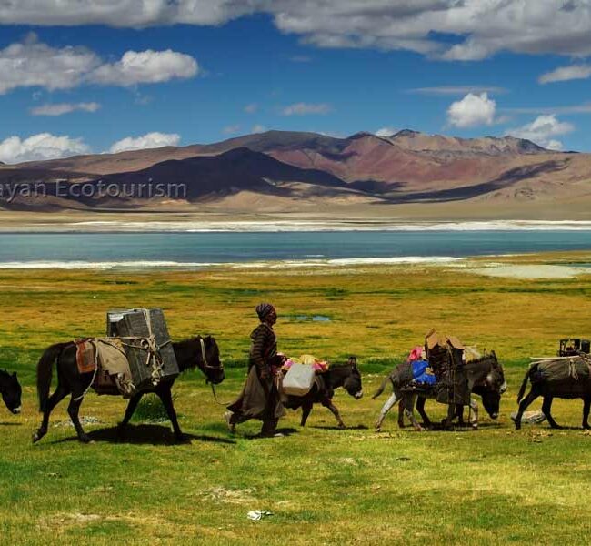 Changthang - Rumtse to Tso Moriri trek, Ladakh